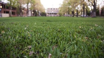 Grass on university quad