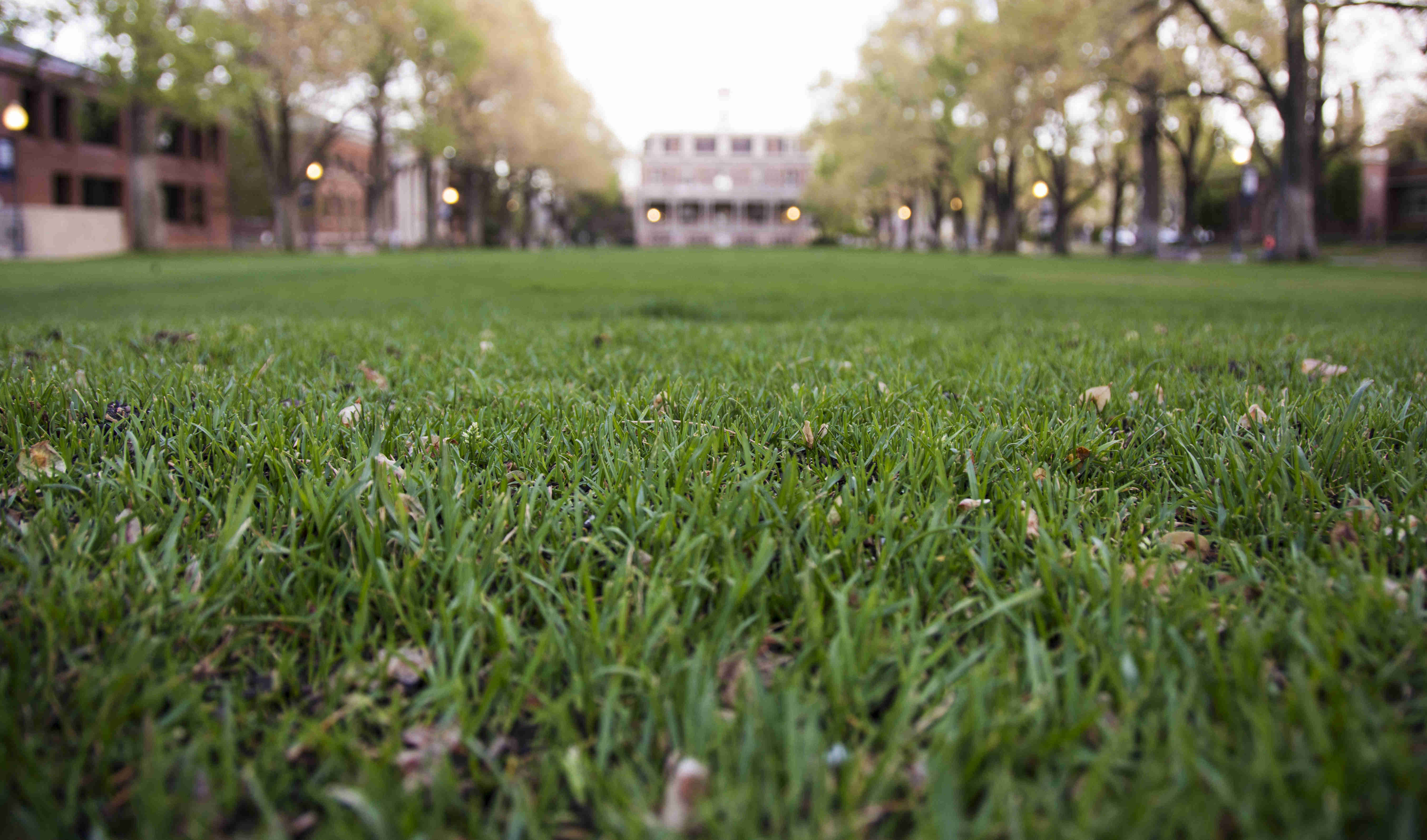 Grass on university quad