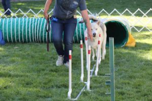 Agility Course