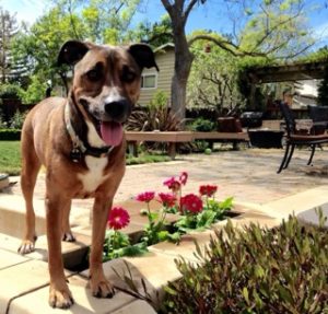 Dog in backyard