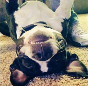 Upside Down Dog