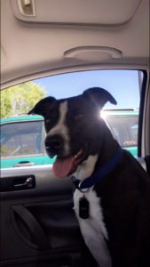 Dog Sitting in Car