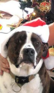 Dog with Santa Hat