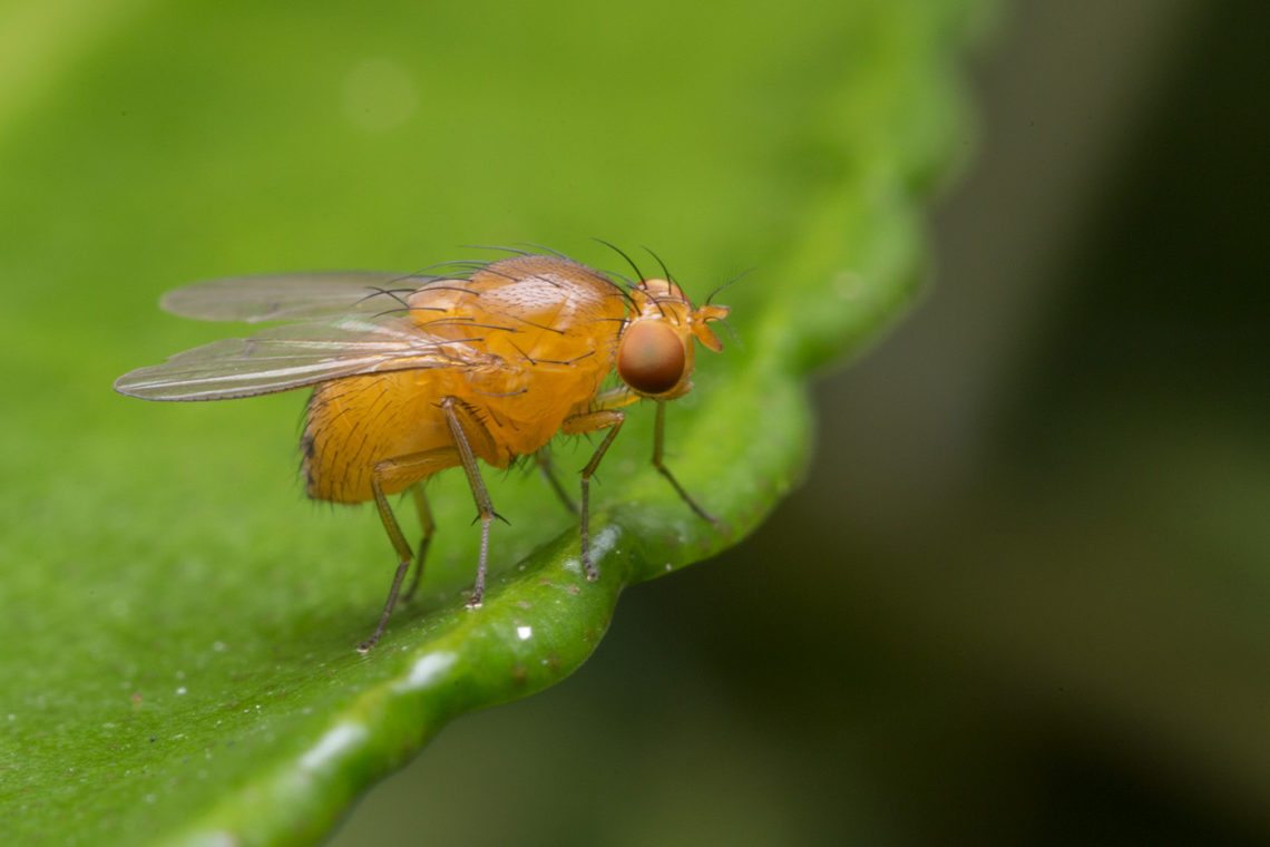 Fruit fly research gives insight into autism The Nevada Sagebrush