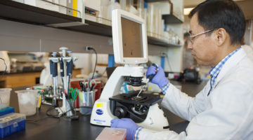 Dr. Seungil Ro, Ph.D., studying the correlation betwene obesity and Type 2 diabetes using a microscope connected to a computer monitor