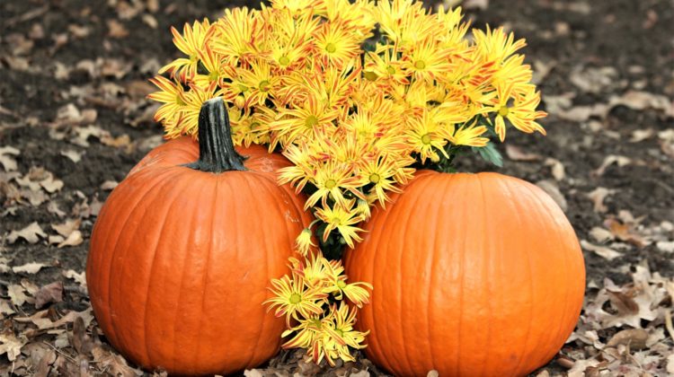 Pumpkins-and-yellow-flowers-in-the-fall