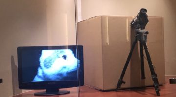 art-exhibit-with-monitor-showing-cat-next-to-box-with-camera-pointing-inside-it
