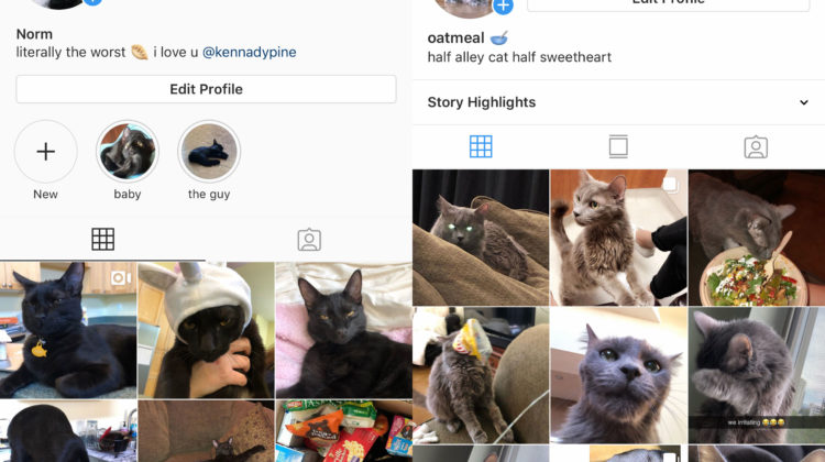 The Instagrams of Kennady Pine's cats Norman and Oatmeal.