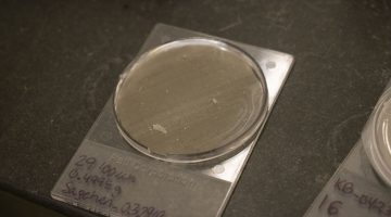 Petri dish holds a mesh screen with various sizes of microplastics in it. Each piece of plastic looks either white or transparent.